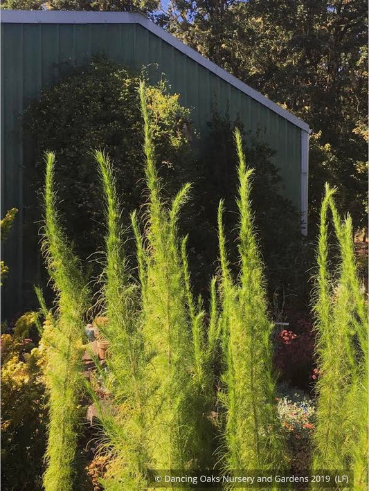 Perennials ~ Eupatorium capillifolium 'Elegant Feather', Dog Fennel ~ Dancing Oaks Nursery and Gardens ~ Retail Nursery ~ Mail Order Nursery
