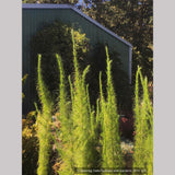 Perennials ~ Eupatorium capillifolium 'Elegant Feather', Dog Fennel ~ Dancing Oaks Nursery and Gardens ~ Retail Nursery ~ Mail Order Nursery