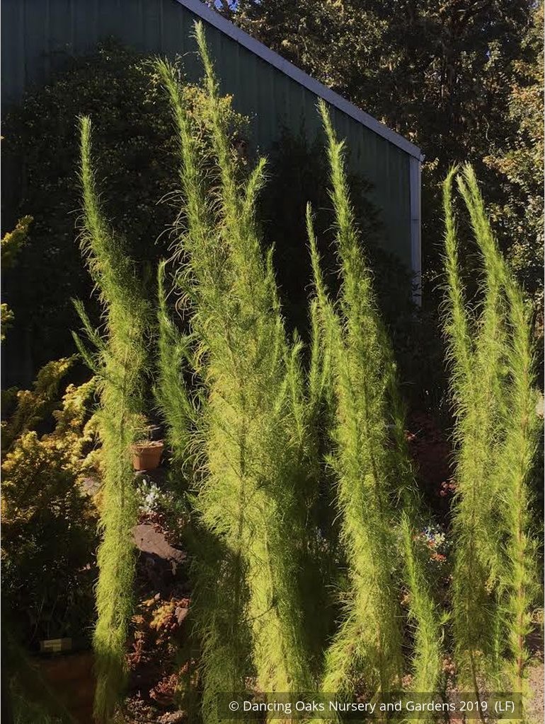 Perennials ~ Eupatorium capillifolium 'Elegant Feather', Dog Fennel ~ Dancing Oaks Nursery and Gardens ~ Retail Nursery ~ Mail Order Nursery