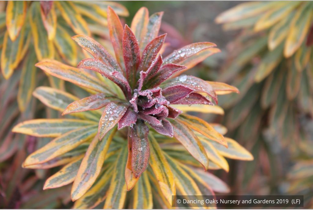 Perennials ~ Euphorbia 'Ascot Rainbow'  PP#21401, Spurge ~ Dancing Oaks Nursery and Gardens ~ Retail Nursery ~ Mail Order Nursery