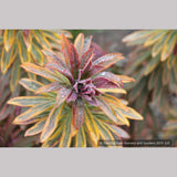 Perennials ~ Euphorbia 'Ascot Rainbow'  PP#21401, Spurge ~ Dancing Oaks Nursery and Gardens ~ Retail Nursery ~ Mail Order Nursery