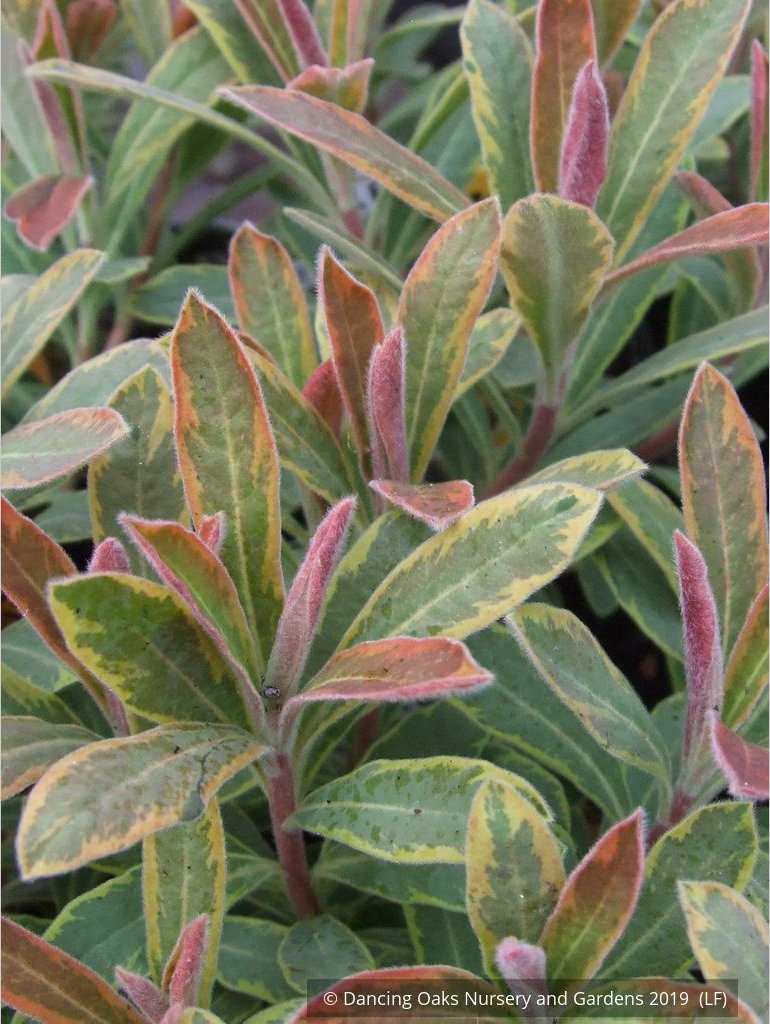Perennials ~ Euphorbia 'Ascot Rainbow'  PP#21401, Spurge ~ Dancing Oaks Nursery and Gardens ~ Retail Nursery ~ Mail Order Nursery