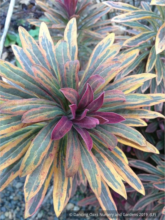 Perennials ~ Euphorbia 'Ascot Rainbow'  PP#21401, Spurge ~ Dancing Oaks Nursery and Gardens ~ Retail Nursery ~ Mail Order Nursery