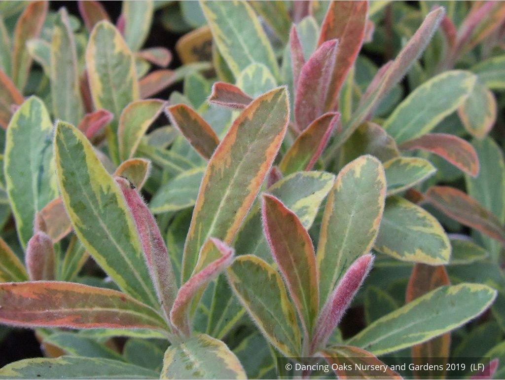 Perennials ~ Euphorbia 'Ascot Rainbow'  PP#21401, Spurge ~ Dancing Oaks Nursery and Gardens ~ Retail Nursery ~ Mail Order Nursery