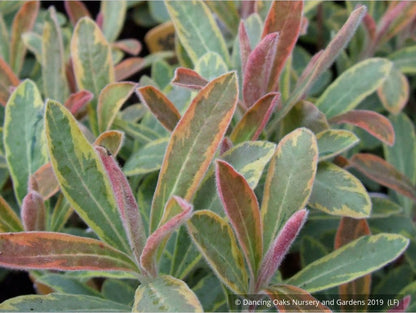 Perennials ~ Euphorbia 'Ascot Rainbow'  PP#21401, Spurge ~ Dancing Oaks Nursery and Gardens ~ Retail Nursery ~ Mail Order Nursery