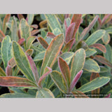 Perennials ~ Euphorbia 'Ascot Rainbow'  PP#21401, Spurge ~ Dancing Oaks Nursery and Gardens ~ Retail Nursery ~ Mail Order Nursery
