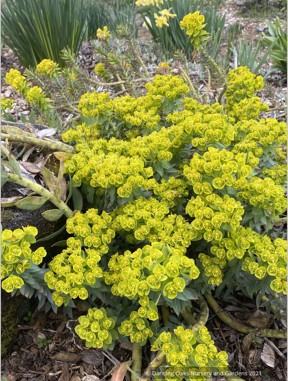 Perennials ~ Euphorbia rigida, Spurge ~ Dancing Oaks Nursery and Gardens ~ Retail Nursery ~ Mail Order Nursery