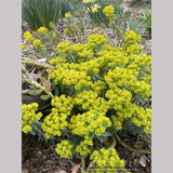 Euphorbia rigida, Spurge