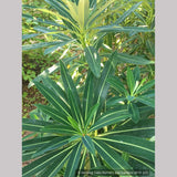 Perennials ~ Euphorbia stygiana, Spurge ~ Dancing Oaks Nursery and Gardens ~ Retail Nursery ~ Mail Order Nursery
