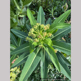 Euphorbia stygiana, Spurge