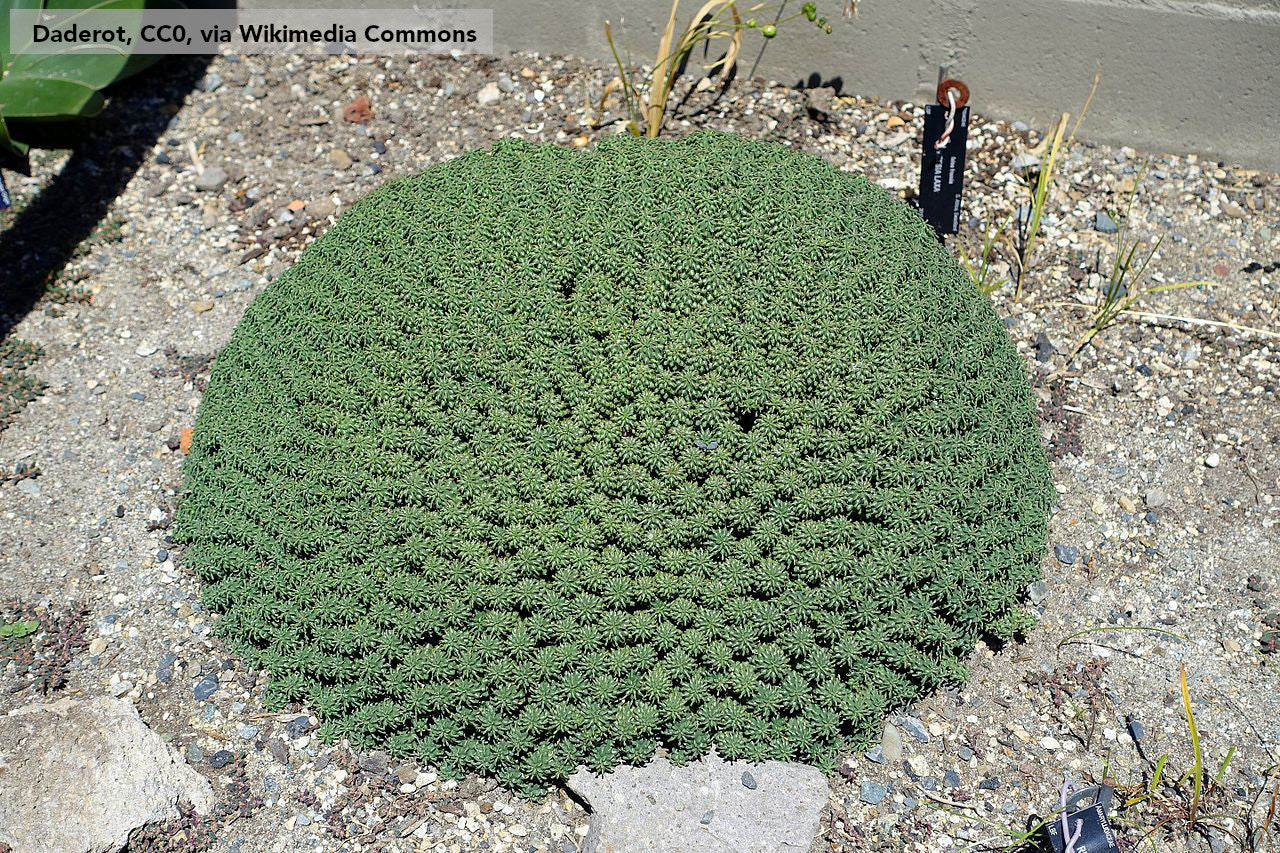 Perennials ~ Euphorbia clavarioides, Lion's Spore ~ Dancing Oaks Nursery and Gardens ~ Retail Nursery ~ Mail Order Nursery