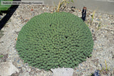 Perennials ~ Euphorbia clavarioides, Lion's Spore ~ Dancing Oaks Nursery and Gardens ~ Retail Nursery ~ Mail Order Nursery