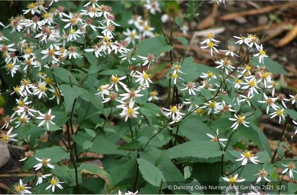 Perennials ~ Eurybia divaricata (syn. Aster divaricatus), White Wood Aster ~ Dancing Oaks Nursery and Gardens ~ Retail Nursery ~ Mail Order Nursery