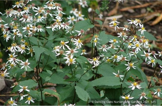 Perennials ~ Eurybia divaricata (syn. Aster divaricatus), White Wood Aster ~ Dancing Oaks Nursery and Gardens ~ Retail Nursery ~ Mail Order Nursery