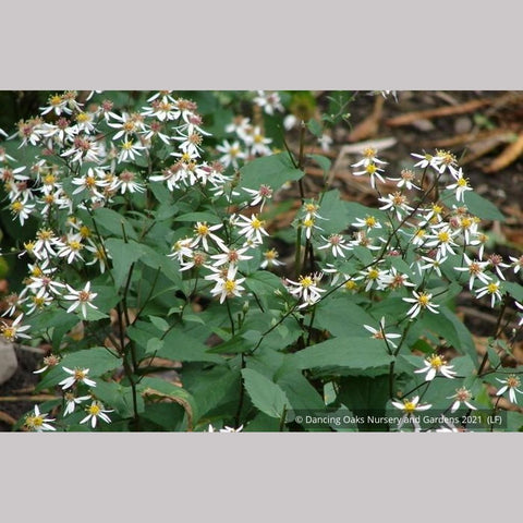 Perennials ~ Eurybia divaricata (syn. Aster divaricatus), White Wood Aster ~ Dancing Oaks Nursery and Gardens ~ Retail Nursery ~ Mail Order Nursery