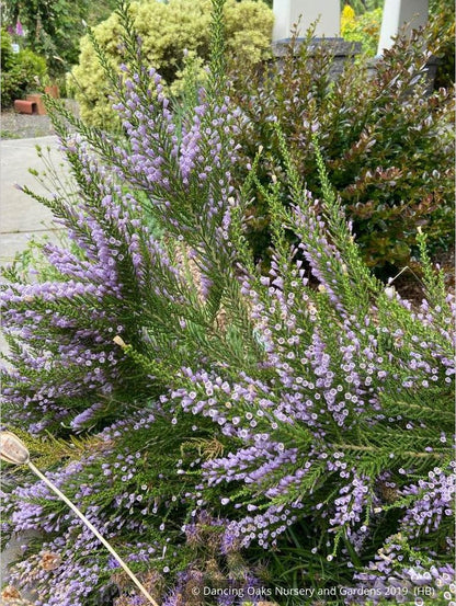 Shrubs ~ Fabiana imbricata v. violacea, Violet Pichi ~ Dancing Oaks Nursery and Gardens ~ Retail Nursery ~ Mail Order Nursery