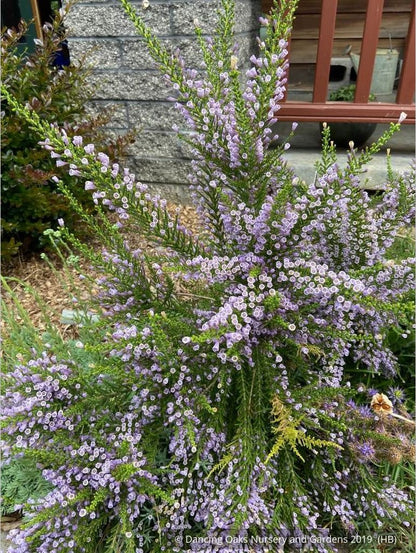 Shrubs ~ Fabiana imbricata v. violacea, Violet Pichi ~ Dancing Oaks Nursery and Gardens ~ Retail Nursery ~ Mail Order Nursery