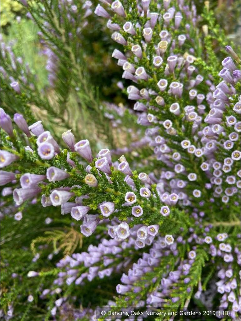 Shrubs ~ Fabiana imbricata v. violacea, Violet Pichi ~ Dancing Oaks Nursery and Gardens ~ Retail Nursery ~ Mail Order Nursery