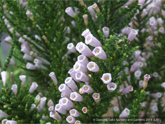 Shrubs ~ Fabiana imbricata v. violacea, Violet Pichi ~ Dancing Oaks Nursery and Gardens ~ Retail Nursery ~ Mail Order Nursery