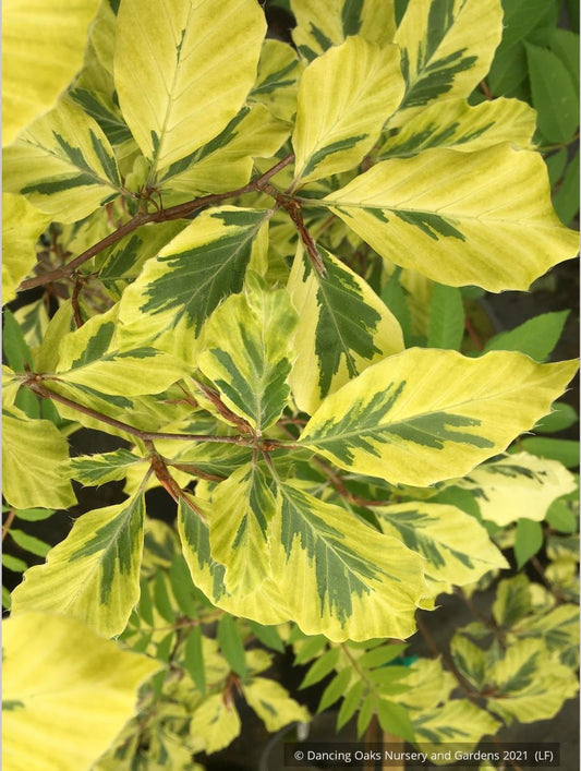 Trees ~ Fagus sylvatica 'Albomarginata' (syn.  'Albovariegata'), European Beech ~ Dancing Oaks Nursery and Gardens ~ Retail Nursery ~ Mail Order Nursery