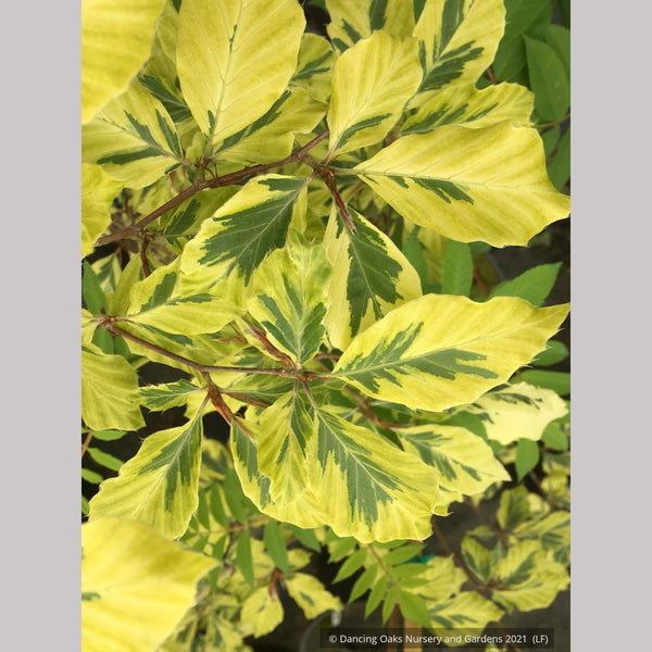 Fagus sylvatica 'Albomarginata' (syn. 'Albovariegata'), Variegated European  Beech