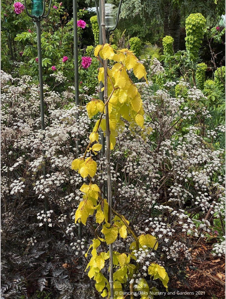 Trees ~ Fagus sylvatica 'Aurea Pendula', Golden Weeping European Beech ~ Dancing Oaks Nursery and Gardens ~ Retail Nursery ~ Mail Order Nursery