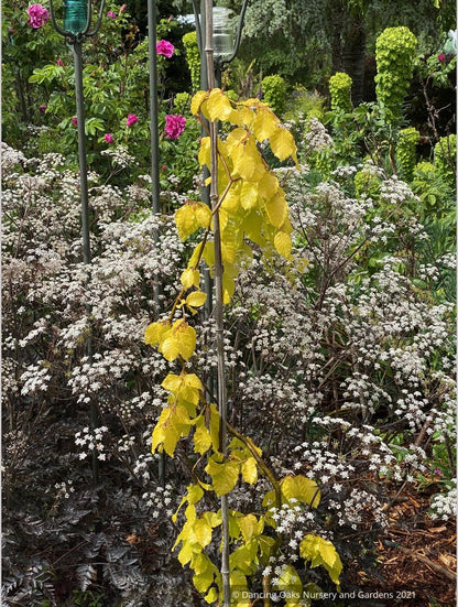 Trees ~ Fagus sylvatica 'Aurea Pendula', Golden Weeping European Beech ~ Dancing Oaks Nursery and Gardens ~ Retail Nursery ~ Mail Order Nursery