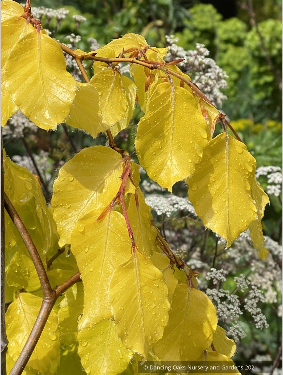 Trees ~ Fagus sylvatica 'Aurea Pendula', Golden Weeping European Beech ~ Dancing Oaks Nursery and Gardens ~ Retail Nursery ~ Mail Order Nursery