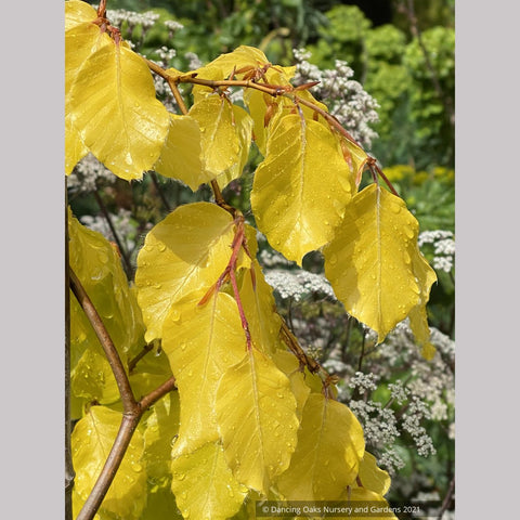 Fagus sylvatica 'Aurea Pendula', Golden Weeping European Beech