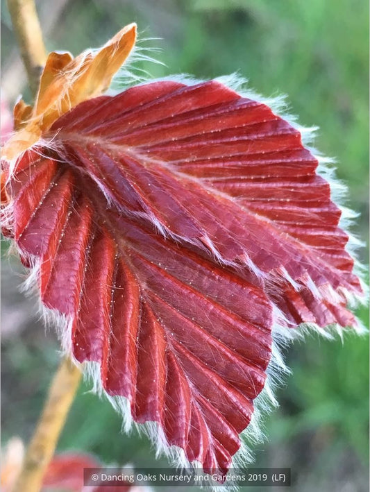 Trees ~ Fagus sylvatica 'Red Obelisk', European Beech ~ Dancing Oaks Nursery and Gardens ~ Retail Nursery ~ Mail Order Nursery
