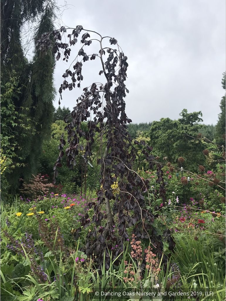 Trees ~ Fagus sylvatica 'Black Swan', Weeping European Beech ~ Dancing Oaks Nursery and Gardens ~ Retail Nursery ~ Mail Order Nursery