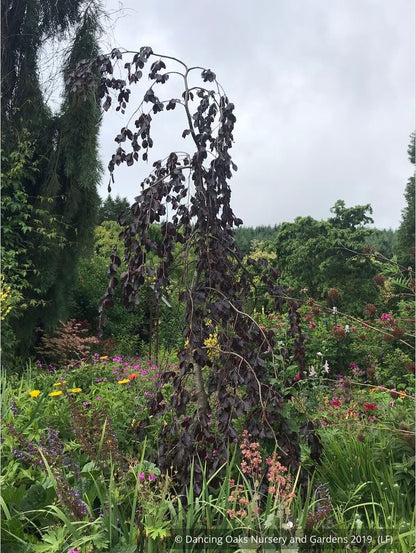 Trees ~ Fagus sylvatica 'Black Swan', Weeping European Beech ~ Dancing Oaks Nursery and Gardens ~ Retail Nursery ~ Mail Order Nursery