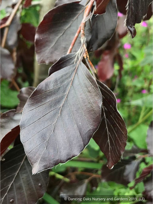 Trees ~ Fagus sylvatica 'Black Swan', Weeping European Beech ~ Dancing Oaks Nursery and Gardens ~ Retail Nursery ~ Mail Order Nursery