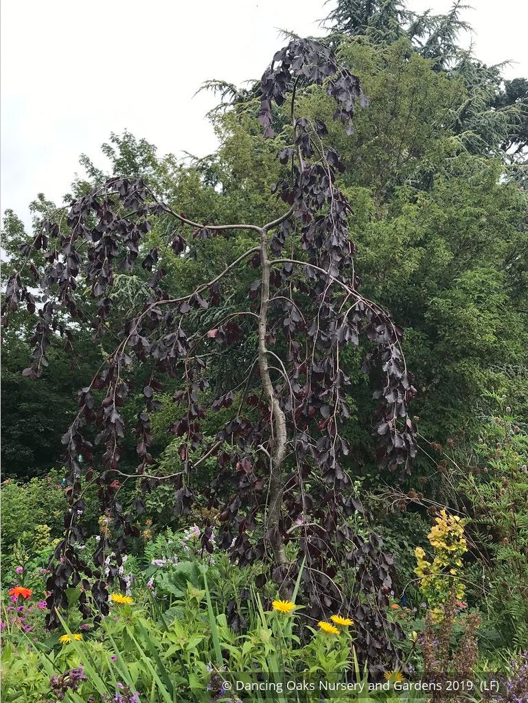 Trees ~ Fagus sylvatica 'Black Swan', Weeping European Beech ~ Dancing Oaks Nursery and Gardens ~ Retail Nursery ~ Mail Order Nursery
