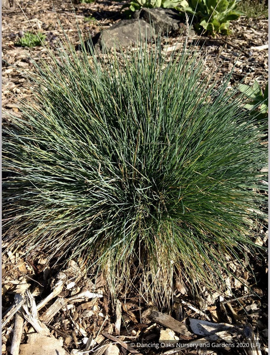 Grasses ~ Festuca glauca 'Beyond Blue', Blue Fescue ~ Dancing Oaks Nursery and Gardens ~ Retail Nursery ~ Mail Order Nursery