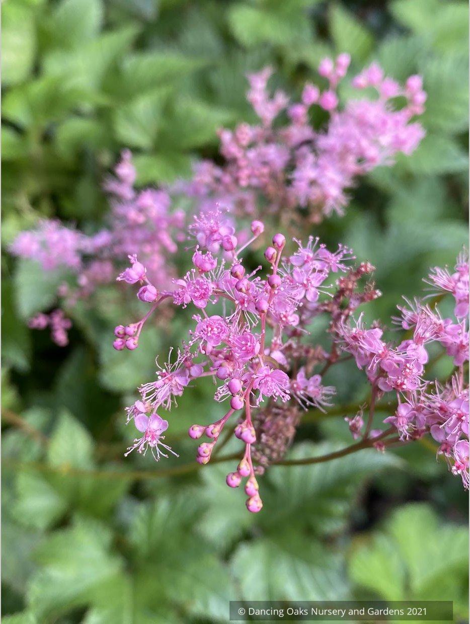 Filipendula palmata 'Nana'