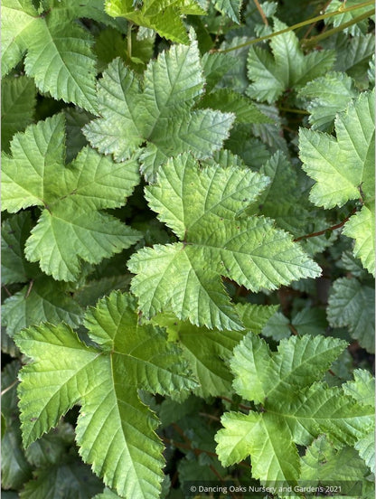 Filipendula palmata 'Nana'