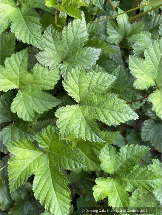 Filipendula palmata 'Nana'