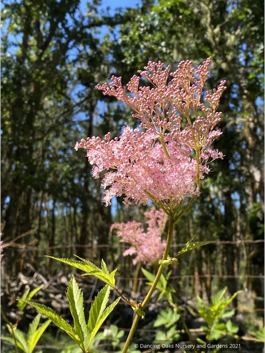 Filipendula rubra 'Venusta', Meadowsweet or Queen of the Prairie
