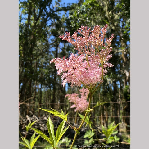 Filipendula rubra 'Venusta', Meadowsweet or Queen of the Prairie