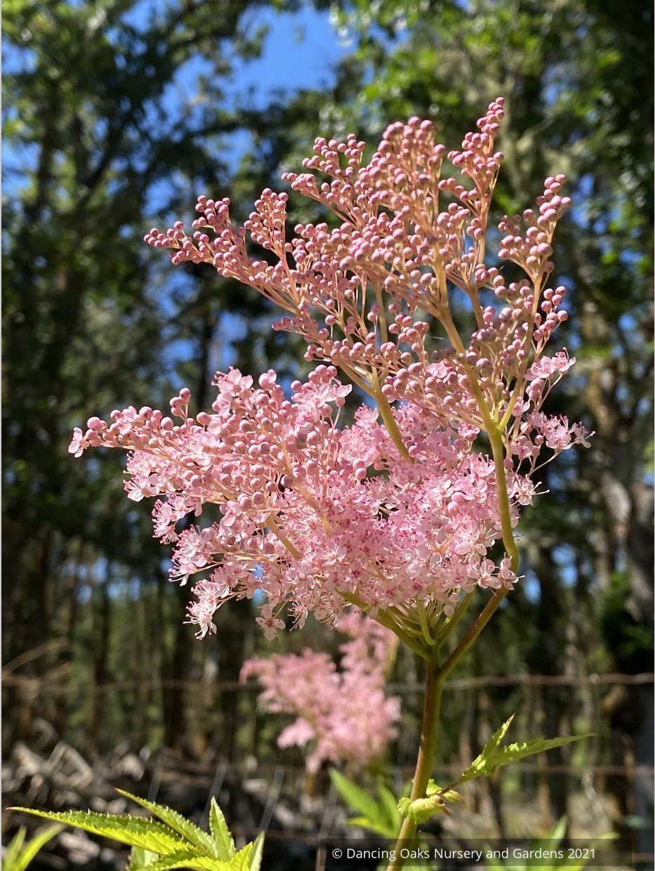 Filipendula rubra 'Venusta', Meadowsweet or Queen of the Prairie