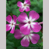 Perennials ~ Phlox paniculata FLAME™ Purple PPAF ~ Dancing Oaks Nursery and Gardens ~ Retail Nursery ~ Mail Order Nursery