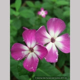 Perennials ~ Phlox paniculata FLAME™ Purple PPAF ~ Dancing Oaks Nursery and Gardens ~ Retail Nursery ~ Mail Order Nursery