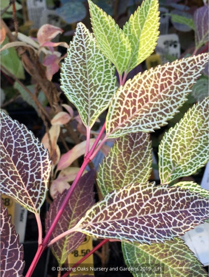 Shrubs ~ Forsythia koreana 'Kumson' ~ Dancing Oaks Nursery and Gardens ~ Retail Nursery ~ Mail Order Nursery