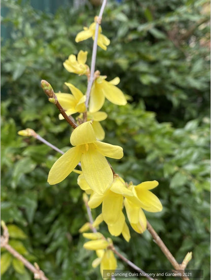 Shrubs ~ Forsythia suspensa 'Nymans', Weeping Forsythia ~ Dancing Oaks Nursery and Gardens ~ Retail Nursery ~ Mail Order Nursery