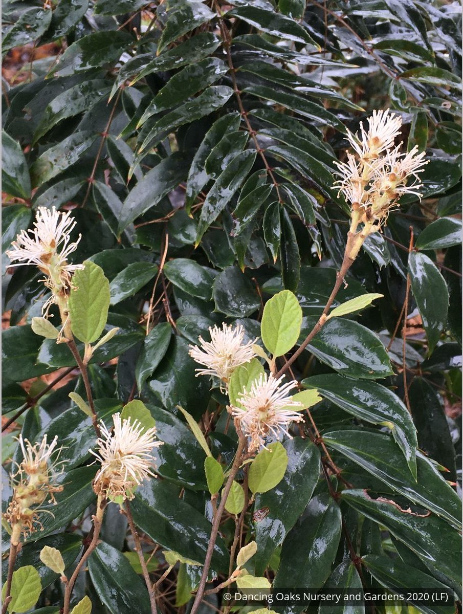 Shrubs ~ Fothergilla gardenii 'Jane Platt', Dwarf Fothergilla ~ Dancing Oaks Nursery and Gardens ~ Retail Nursery ~ Mail Order Nursery