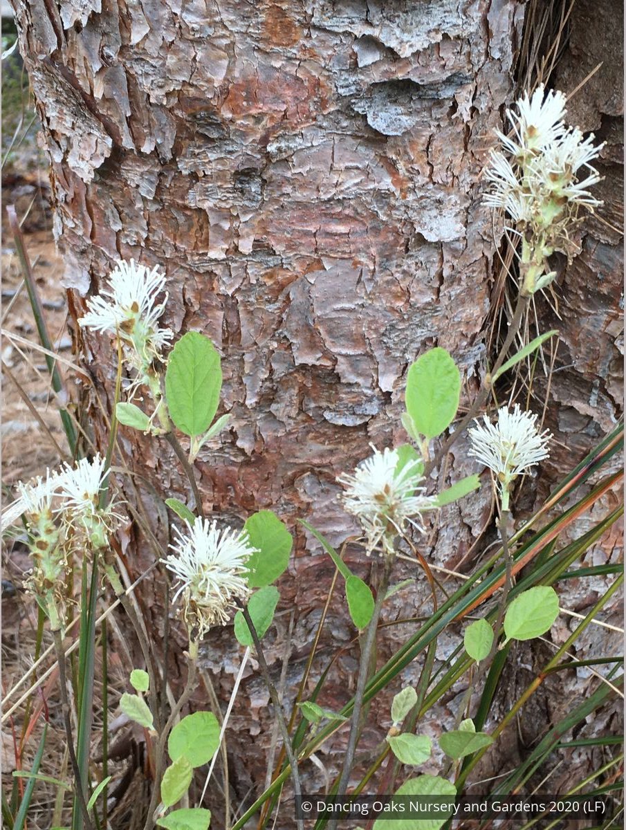 Shrubs ~ Fothergilla gardenii 'Jane Platt', Dwarf Fothergilla ~ Dancing Oaks Nursery and Gardens ~ Retail Nursery ~ Mail Order Nursery