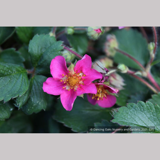 Perennials ~ Fragaria 'Lila Diamond', Lila Diamond Strawberry ~ Dancing Oaks Nursery and Gardens ~ Retail Nursery ~ Mail Order Nursery