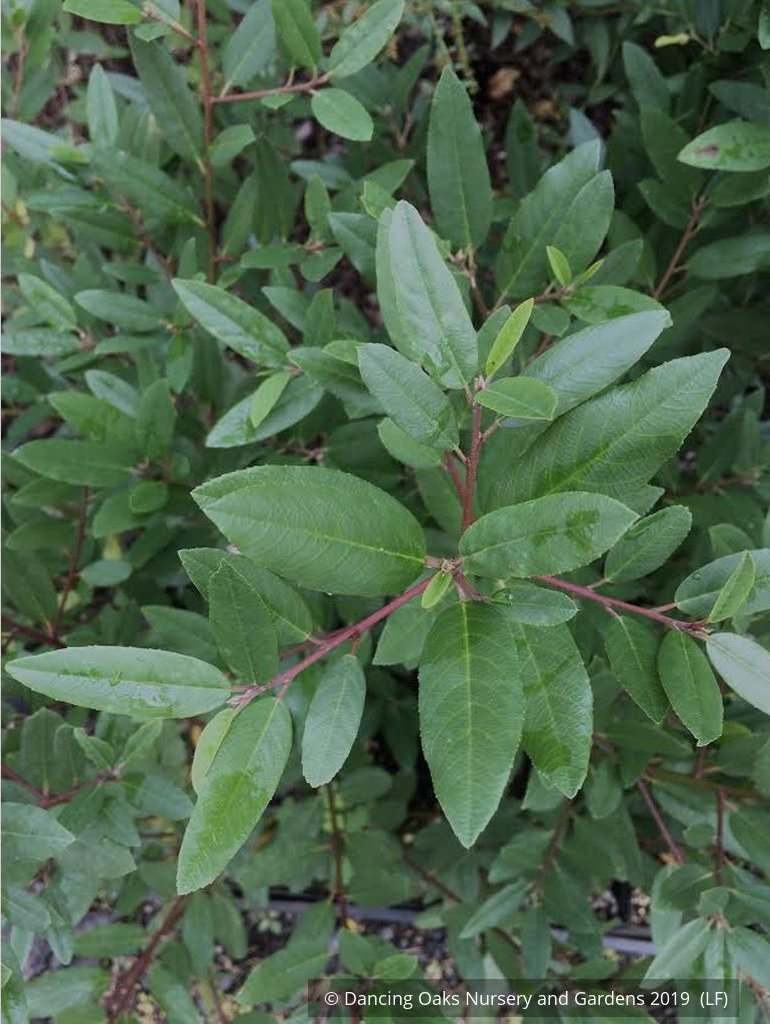 Shrubs ~ Frangula californica 'Mound San Bruno'	(syn. Rhamnus), California Coffeeberry ~ Dancing Oaks Nursery and Gardens ~ Retail Nursery ~ Mail Order Nursery