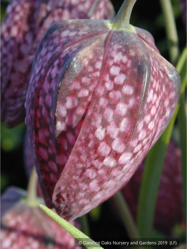 Bulbs & Tubers ~ Fritillaria meleagris, Checkered Lily ~ Dancing Oaks Nursery and Gardens ~ Retail Nursery ~ Mail Order Nursery